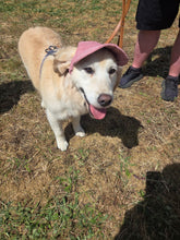 Load image into Gallery viewer, Best selling Corduroy dog hat