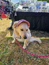 Load image into Gallery viewer, Best selling Corduroy dog hat