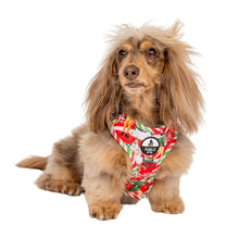 Load image into Gallery viewer, ELF - OMG! SANTA!: Adjustable Harness