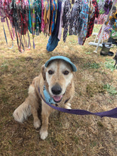 Load image into Gallery viewer, Best selling Corduroy dog hat
