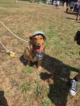 Load image into Gallery viewer, Best selling Corduroy dog hat
