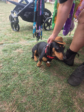 Load image into Gallery viewer, Dog Cow boy hat
