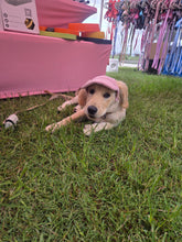 Load image into Gallery viewer, Best selling Corduroy dog hat
