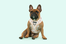 Load image into Gallery viewer, ADJUSTABLE DOG HARNESS: LATTE GINGHAM
