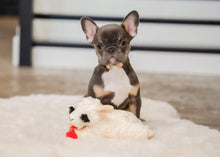 Load image into Gallery viewer, Lamb Chop
