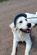 Load image into Gallery viewer, Best selling Corduroy dog hat
