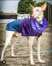 Load image into Gallery viewer, Reign Dog - Make it Reign - Dog Raincoat
