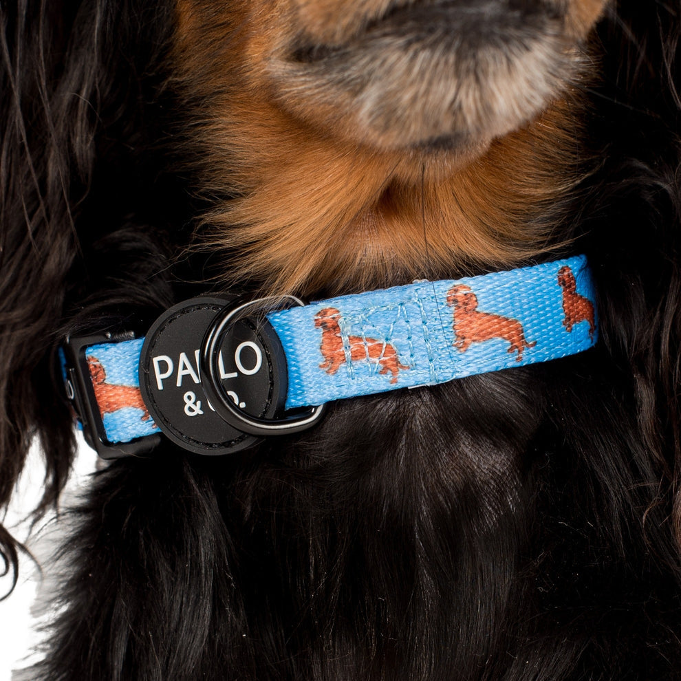 Dachshund- Collar