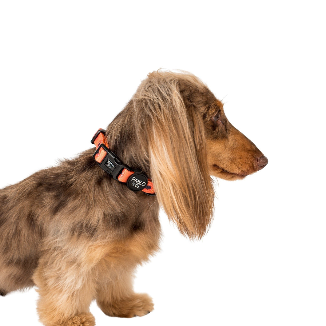 Bark Club: Collar