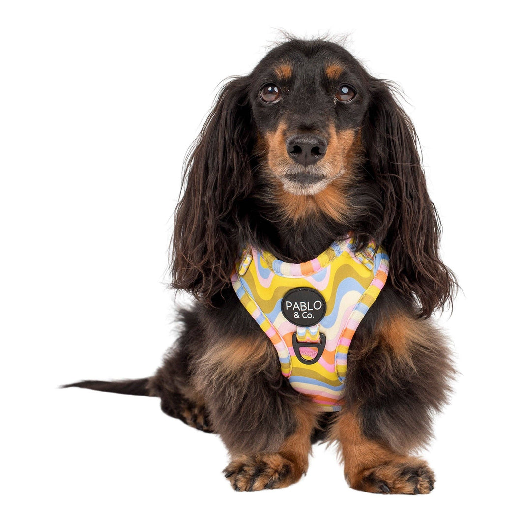 Pablo & Co. Boutique - Boho Waves: Adjustable Dog Harness