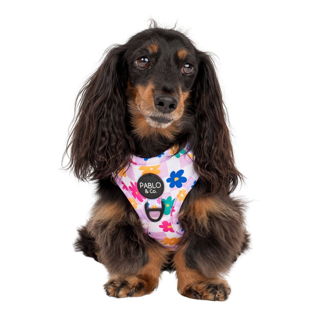 Pablo & Co. Boutique - Delightful Daisies: Adjustable Dog Harness